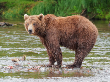 На Камчатке медведь убил сотрудника Кроноцкого заповедника 