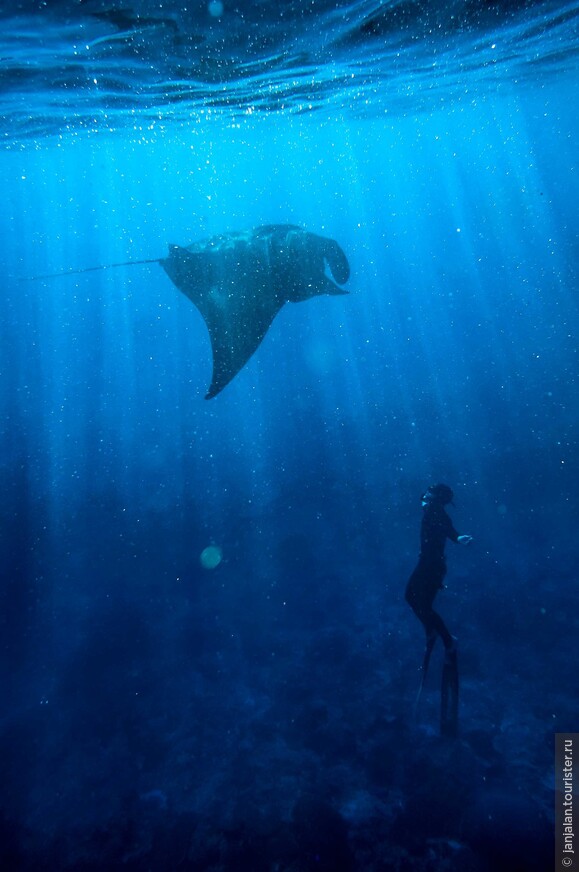 Подводный танец с гигантским морским дьяволом, манта рей. 
НУса Пенида, Бали. 