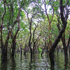 затопленный мангровый лес