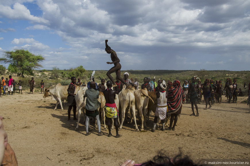 Эфиопия ч.5. Bull's jumping