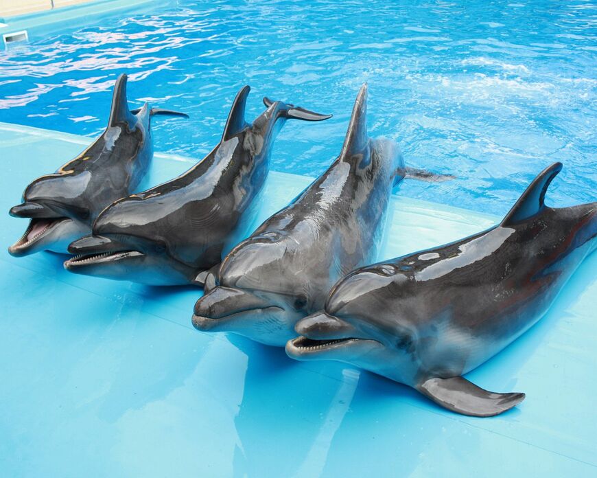 Дельфинарий в Набережных Челнах