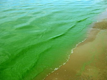 Вода в Финском заливе окрасилась в зелёный цвет