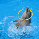 Архипо-Осиповский дельфинарий