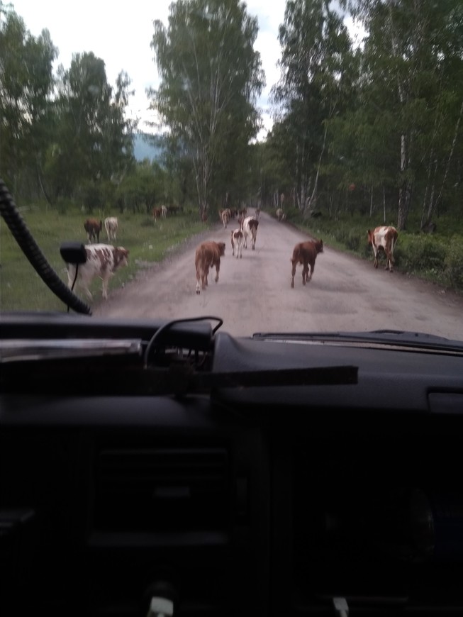 Добро пожаловать в горный Алтай