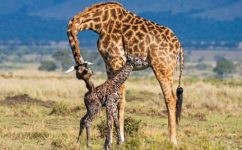 В ЮАР жираф напал на британцев 