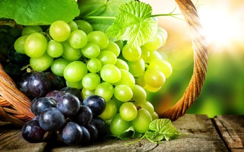 В Германии пройдёт праздник сбора винограда 