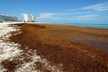В Канкуне установлен километровый барьер от водорослей