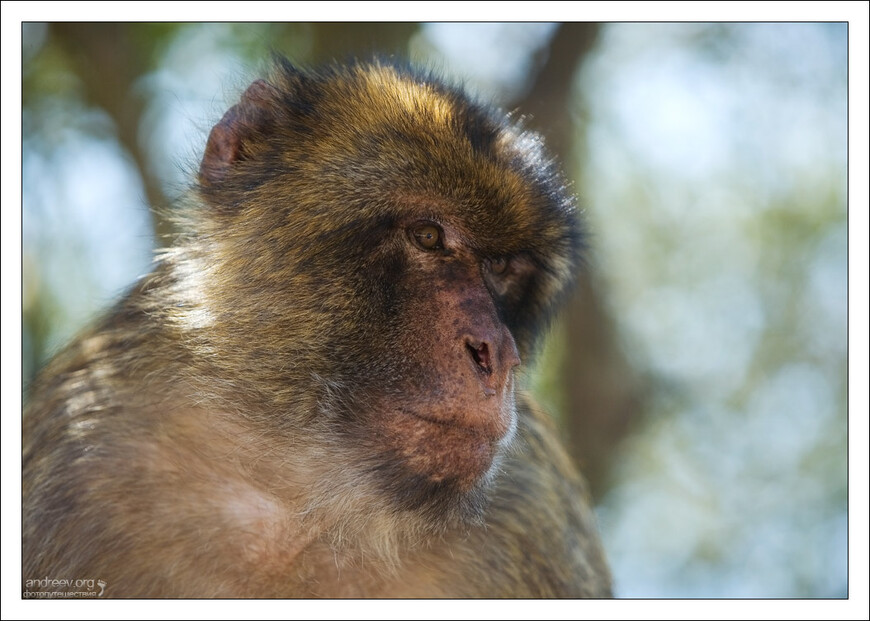 Гибралтар: скала обезьян