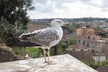 Рим заполонили чайки