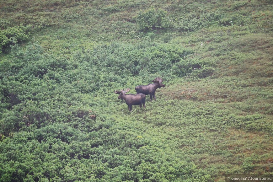 Аляска. Национальный парк Денали. В гостях у гризли…