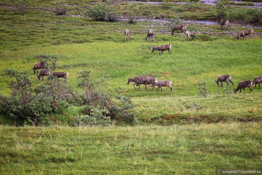 Аляска. Национальный парк Денали. В гостях у гризли…