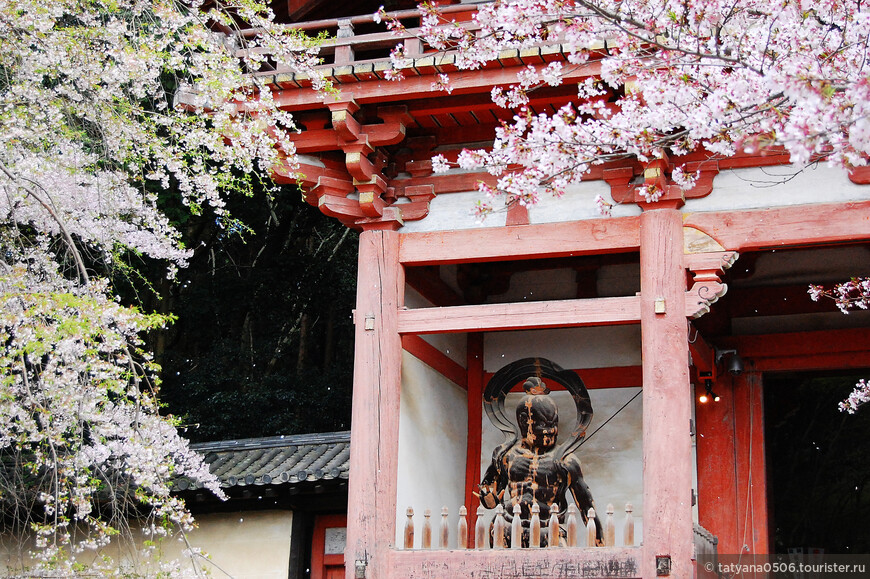 Любование сакурой в Киото