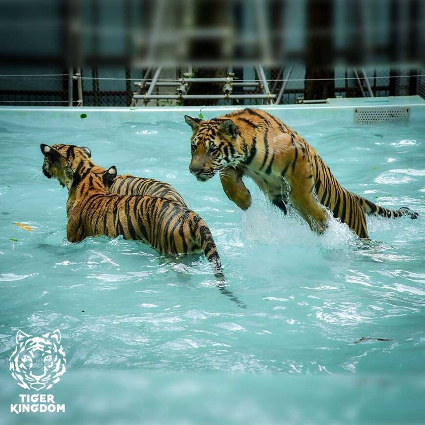 Парк «Королевство тигров» на Пхукете