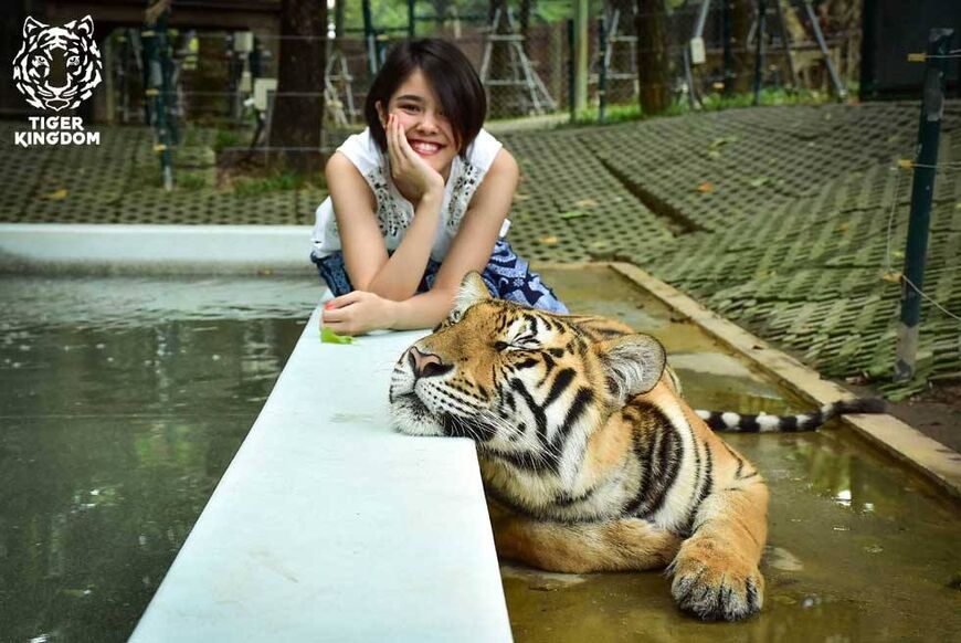 Парк «Королевство тигров» на Пхукете