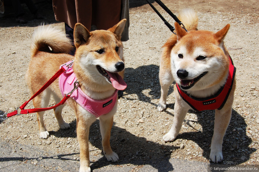 Самая популярная порода собак в Японии - сиба-ину, она меньше акиты-ину (порода  Хатико)