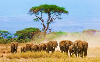 В Зимбабве произошло очередное нападение слона на туриста