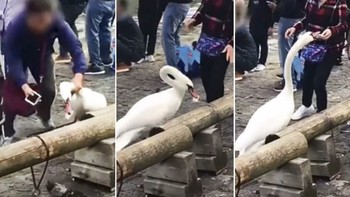 В Швейцарии китайские туристы едва не замучили лебедя 