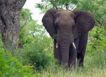 В ЮАР слон напал на автомобиль с туристами 