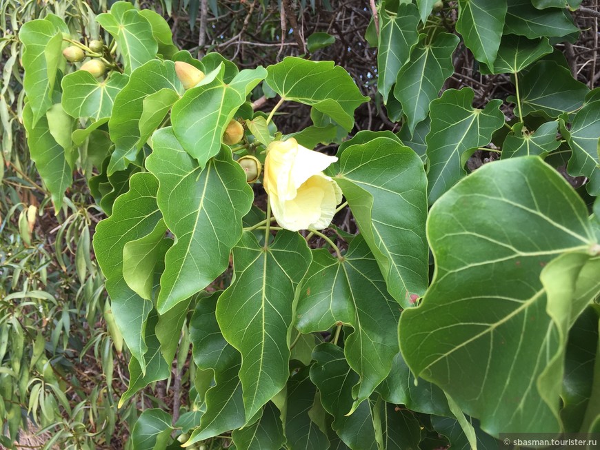 Оаху, Гавайи — остров, где цветы растут на деревьях. Ханаума Бэй