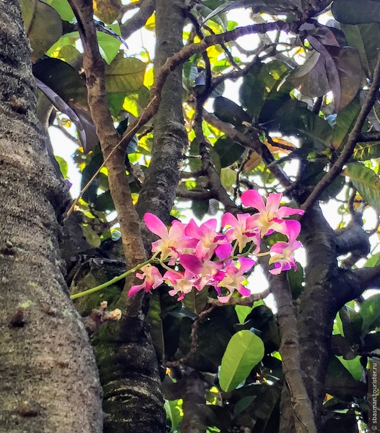 Оаху, Гавайи — остров, где цветы растут на деревьях. Прогулка по Гонолулу
