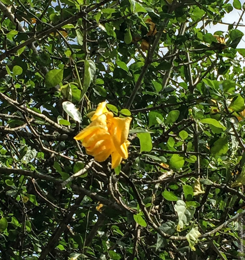 Оаху, Гавайи — остров, где цветы растут на деревьях. Парк Ваимеа