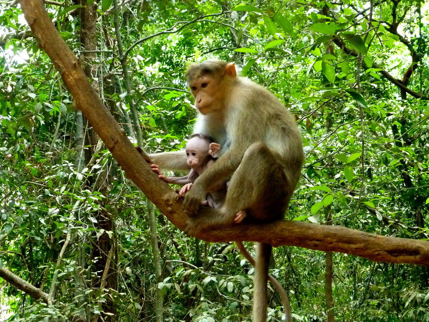 Национальный парк Бхагван Махавир (Моллем)