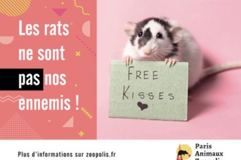 В Париже зоозащитники призывают прекратить травлю крыс