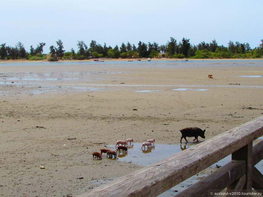 Мысли о вечном на ракушечном христианском острове Жуаль-Фадиут что в жаркой Африке