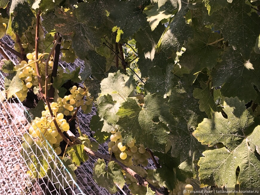 Объект ЮНЕСКО: Виноградные террасы Лаво