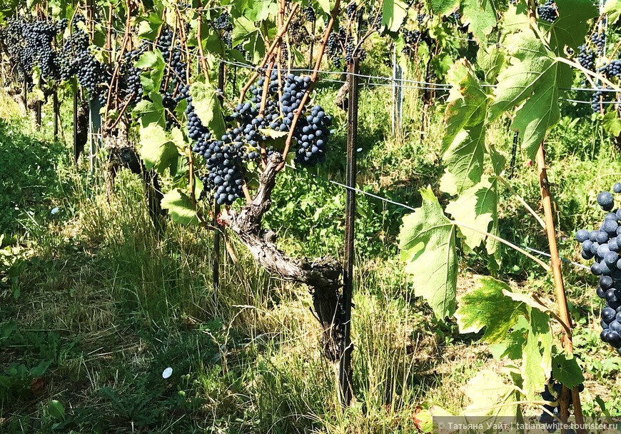 Объект ЮНЕСКО: Виноградные террасы Лаво
