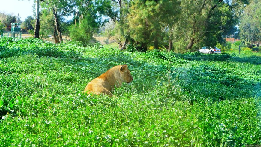 Зоопарк Сафари в Тель-Авиве (Ramat Gan Safari)