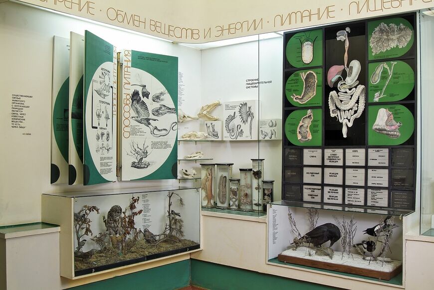 Биологический музей Тимирязева в Москве