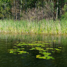 Озеро Линево в Омской области