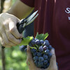 Сбор винограда  производится только вручную