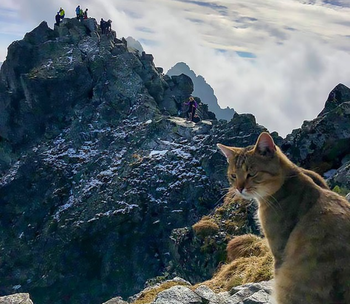 Кот-альпинист забрался на самую высокую гору Польши