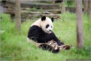 В Китае туристам запретили фотографироваться с пандами 
