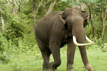 В Индии слон напал на туристов 