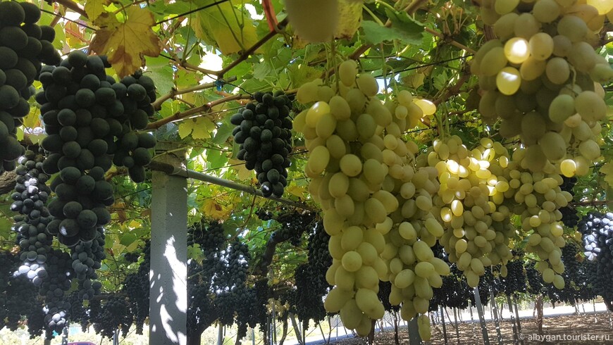 На мой взгляд, таджикский виноград самый лучший в мире!