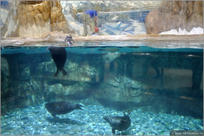 Владивостокский океанариум: посещение обязательно!