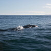 Поездка в Херманус, наблюдение за китами