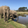 парк слонов, Найсна