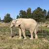 парк слонов, Найсна
