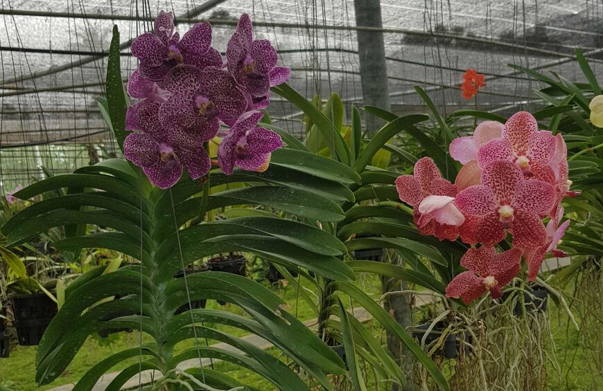 Ферма орхидей в Паттайе