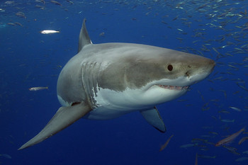 Ещё один турист стал жертвой акулы в Австралии