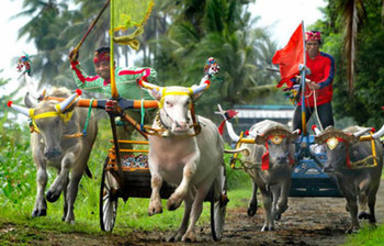 На острове Бали пройдут гонки на буйволах 