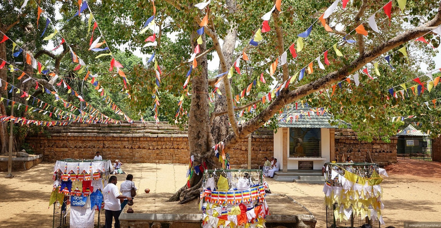 Священное дерево Бодхи