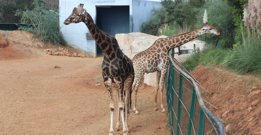Зоопарк Рабата