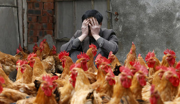 Роспотребнадзор предупреждает туристов о птичьем гриппе в Китае
