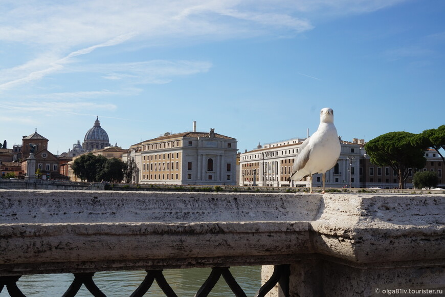 Римская классика - чайка, мост святого Ангела и купол собора святого Петра