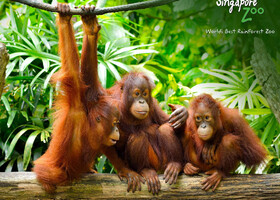 Сингапур зоопарк